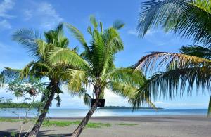 two palm trees on a beach with the ocean at Adventure Camp Beach Resort in Sablayan
