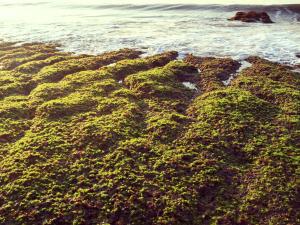 a beach covered in green algae next to the ocean at Mir Homestay in Lieyu