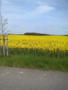 a field of yellow flowers next to a fence at Hotel & Pension Aßmann in Hochkirch