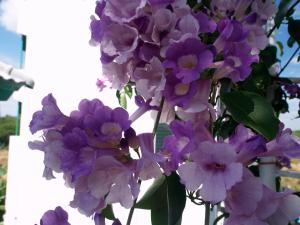 a bouquet of purple flowers in a vase at Makmai Villa - Rayong in Ban Phe