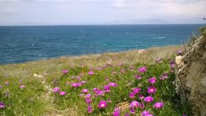 a field of pink flowers in the grass near the ocean at Nireos Proteos 20 in Rafina