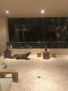 a dog laying on the floor in a room with a window at Oceanfront Apartment at Punta Diamante in Acapulco