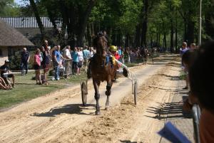a horse is running down a dirt road at Under the Oaks in Diever