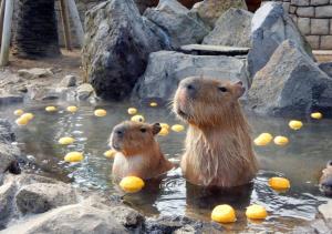 Altri animali domestici presso l'hotel o nei dintorni