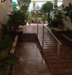 トレモリノスにあるAbsolute Central Torremolinosの鉢植えの植物がたくさん並ぶ部屋