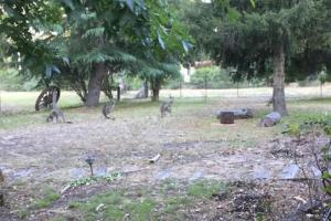 
a herd of animals grazing in a grassy area at The Rocks Apartments in Halls Gap
