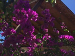 Vrt ispred objekta Creole house 2 bedrooms with garden Best View Rodney Bay 21