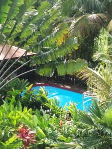 a tropical garden with a swimming pool and palm trees at Ti Plèn Kréol in Pointe-Noire
