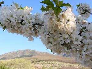 a bunch of white flowers hanging from a tree at Apartamento Plasencia Illuminati in Plasencia