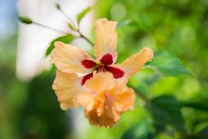 a close up of a yellow and red flower at Lamai Coconut Beach Resort in Lamai