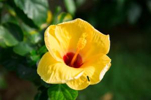 a yellow hibiscus flower with a red center at Lamai Coconut Beach Resort in Lamai