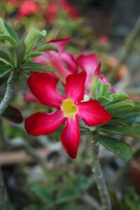a red flower with a yellow center on a plant at Lamai Coconut Beach Resort in Lamai