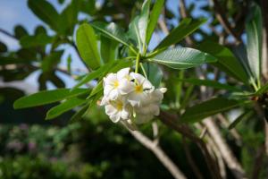 a white flower on a tree with green leaves at Lamai Coconut Beach Resort in Lamai