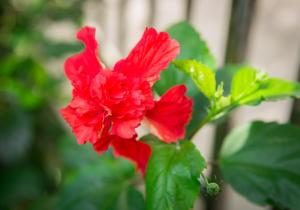 a red flower in front of a fence at Lamai Coconut Beach Resort in Lamai