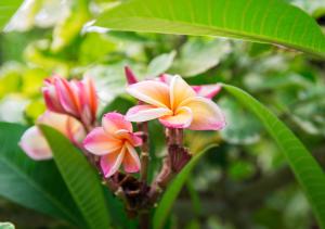 a group of pink and yellow flowers on a plant at Lamai Coconut Beach Resort in Lamai