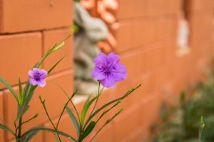 a plant with purple flowers next to a brick wall at Lamai Coconut Beach Resort in Lamai