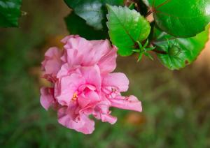a pink flower with a bee on top of it at Lamai Coconut Beach Resort in Lamai