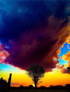 a tree in a field with a sunset at La Rive Waterberg Accommodation in Welgevonden Game Reserve