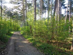 Příroda nedaleko penzionu