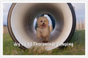 Domácí mazlíčci ubytovaní s hosty v ubytování Thorsminde Camping & Cottages