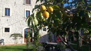 San Demetrio neʼ VestiniにあるAlloggi Agrituristici Antica Dimoraの建物前のレモンの木