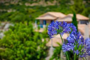 un primer plano de una flor azul en un jardín en Notos Hotel, en Kardhamili