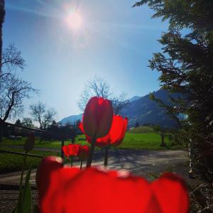 un groupe de fleurs rouges avec le soleil en arrière-plan dans l'établissement B&B Leonhard 7, à Arnoldstein