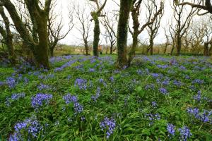 un campo di fiori blu nel bosco di An Portán Guest House a Dunquin