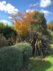 a garden with a bunch of bushes and trees at 40 Winks in Otorohanga