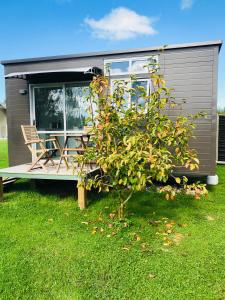 a small tree in front of a tiny house at 40 Winks in Otorohanga