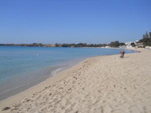 a dog standing on a sandy beach next to the water at Summer Beach Rooms in Fontane Bianche