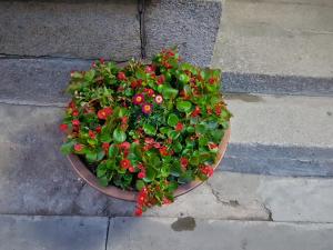 una planta con flores rojas en una olla en el suelo en Gongsimga Hanok Guesthouse, en Seúl