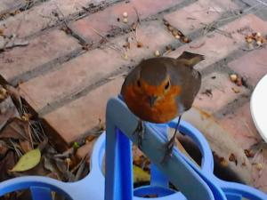 a bird sitting on top of a blue chair at La Casa di Ulisse B&B in Quercianella