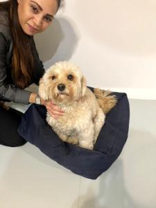 a woman holding a dog in a dog bed at Capel Short-Stay Accommodation in Capel