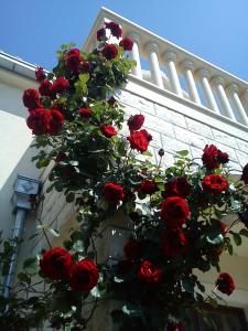 Un mucchio di rose rosse appese a un edificio di Apartments Benika a Bol