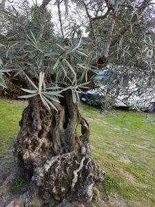 Imagen de la galería de Ai Due Vecchi Ulivi, en Garlate