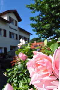 a bunch of pink roses in front of a building at Willa Marteczka in Rowy