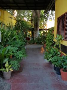 a walkway with plants in pots next to a building at Hotel hacienda San Jose in La Paz