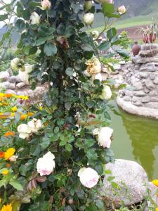 einen Busch mit weißen Rosen, der neben einem Teich wächst in der Unterkunft Villa Rural San Miguel de la Loma in Tafí del Valle