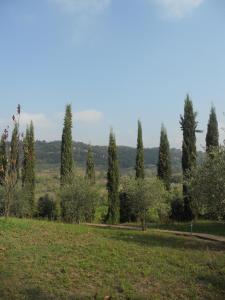 eine Reihe von Bäumen auf einem Feld mit Gras und Bäumen in der Unterkunft Tenuta Il Tresto in Poggibonsi