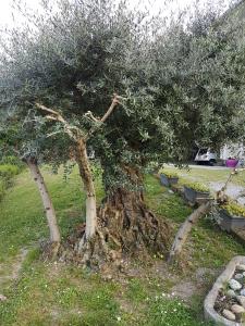 deux arbres dans un champ herbeux avec sidx sidx sidx sidx dans l'établissement Ai Due Vecchi Ulivi, à Garlate