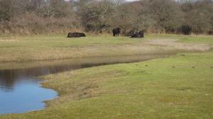 two elephants grazing in a field next to a body of water at Hotel Restaurant Anno Nu in Oostkapelle