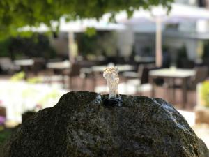 Fotografie z fotogalerie ubytování Landhotel Traube v destinaci Baden-Baden