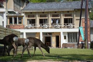 two hyenas grazing in the grass in front of a building at Mountain Home Lodge in Deer Park in Nara