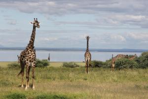 three giraffes standing in a field near a body of water at Migombani Camp in Mto wa Mbu