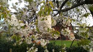 a tree with white flowers in front of a house at A la campagne, au calme in Montérolier