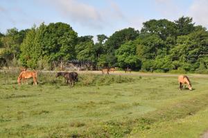 Gallery image of Walcot House in Fawley