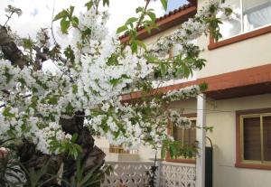 クエンカにあるCuencaloft el patio de Pipoの白花の木