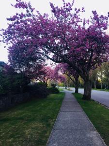 Zahrada ubytování Mekong Star