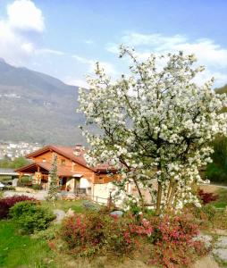 a tree with white flowers in front of a house at B&B Valtilí in Berzo